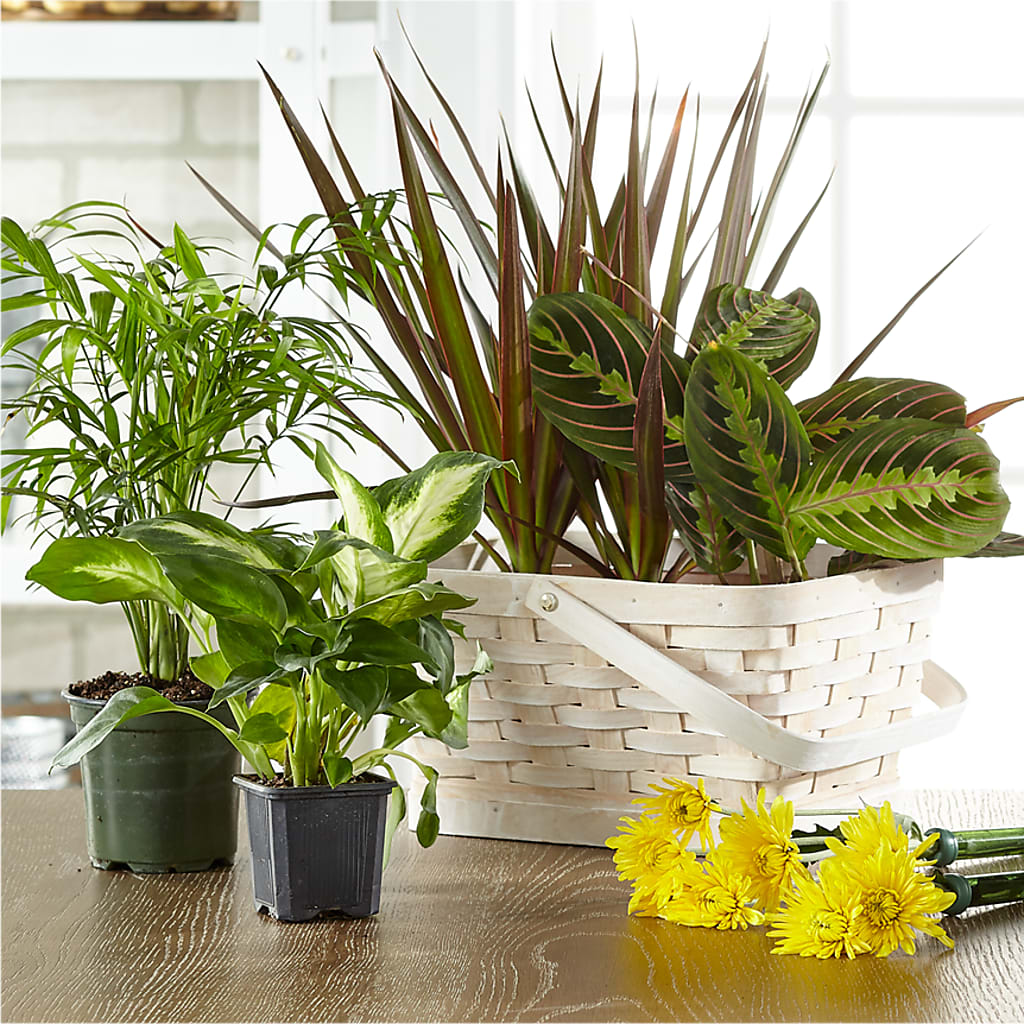 Florist Designed Blooming and Green Plants in a Basket – Flair Floral Designs, Lake Dallas TX