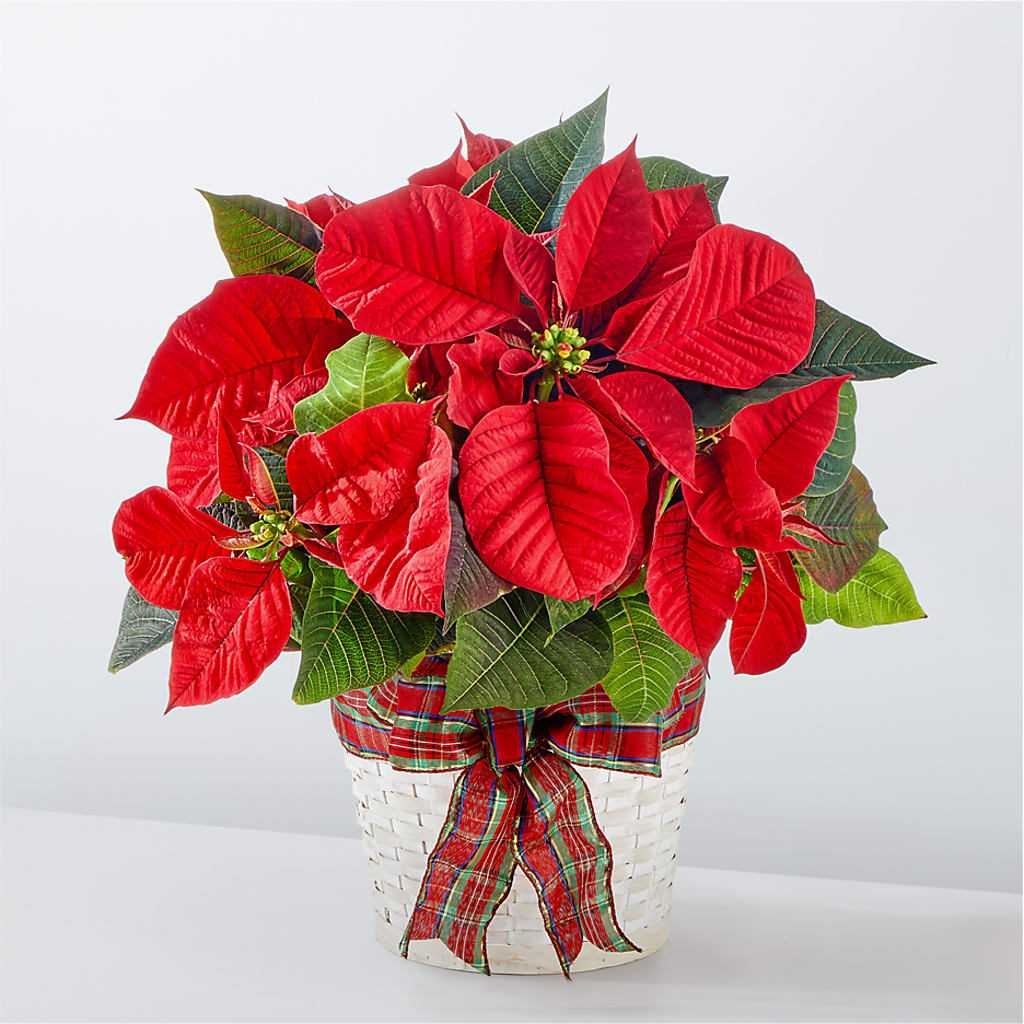 Happiest Holidays Poinsettia – Flair Floral Designs, Lake Dallas TX