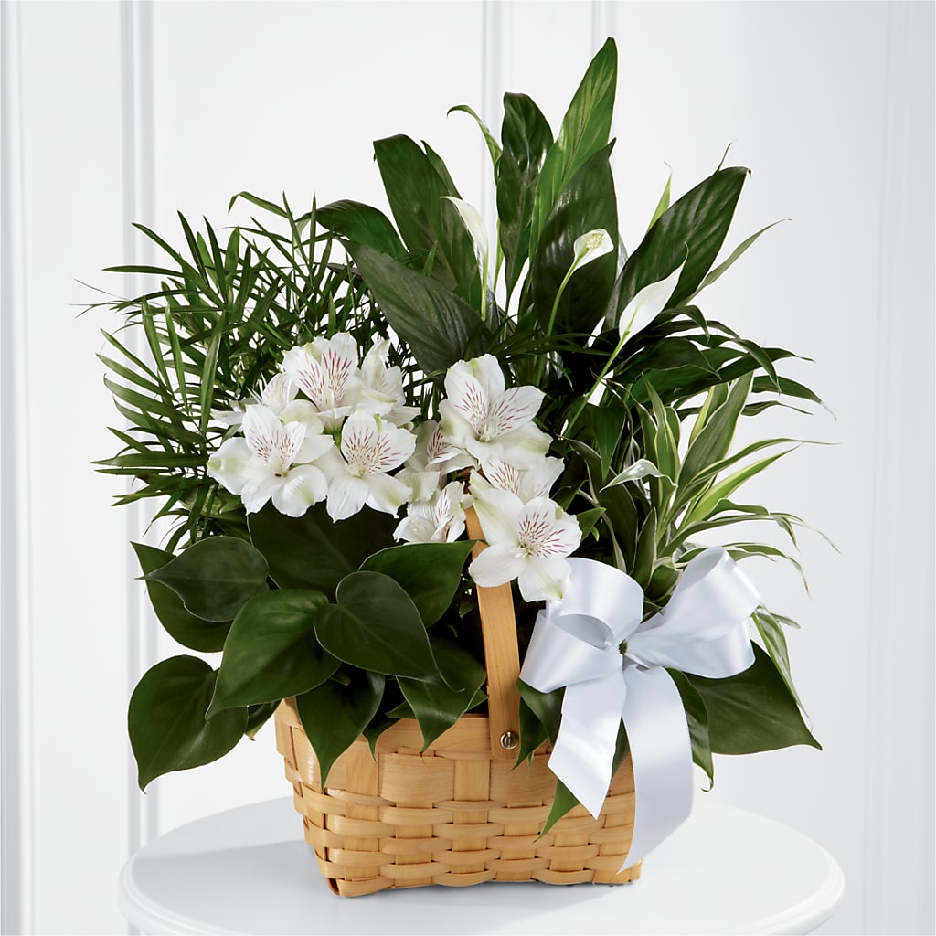 Peace & Serenity Dishgarden – Flair Floral Designs, Lake Dallas TX