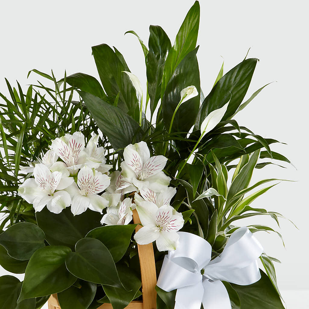 Peace & Serenity Dishgarden – Flair Floral Designs, Lake Dallas TX