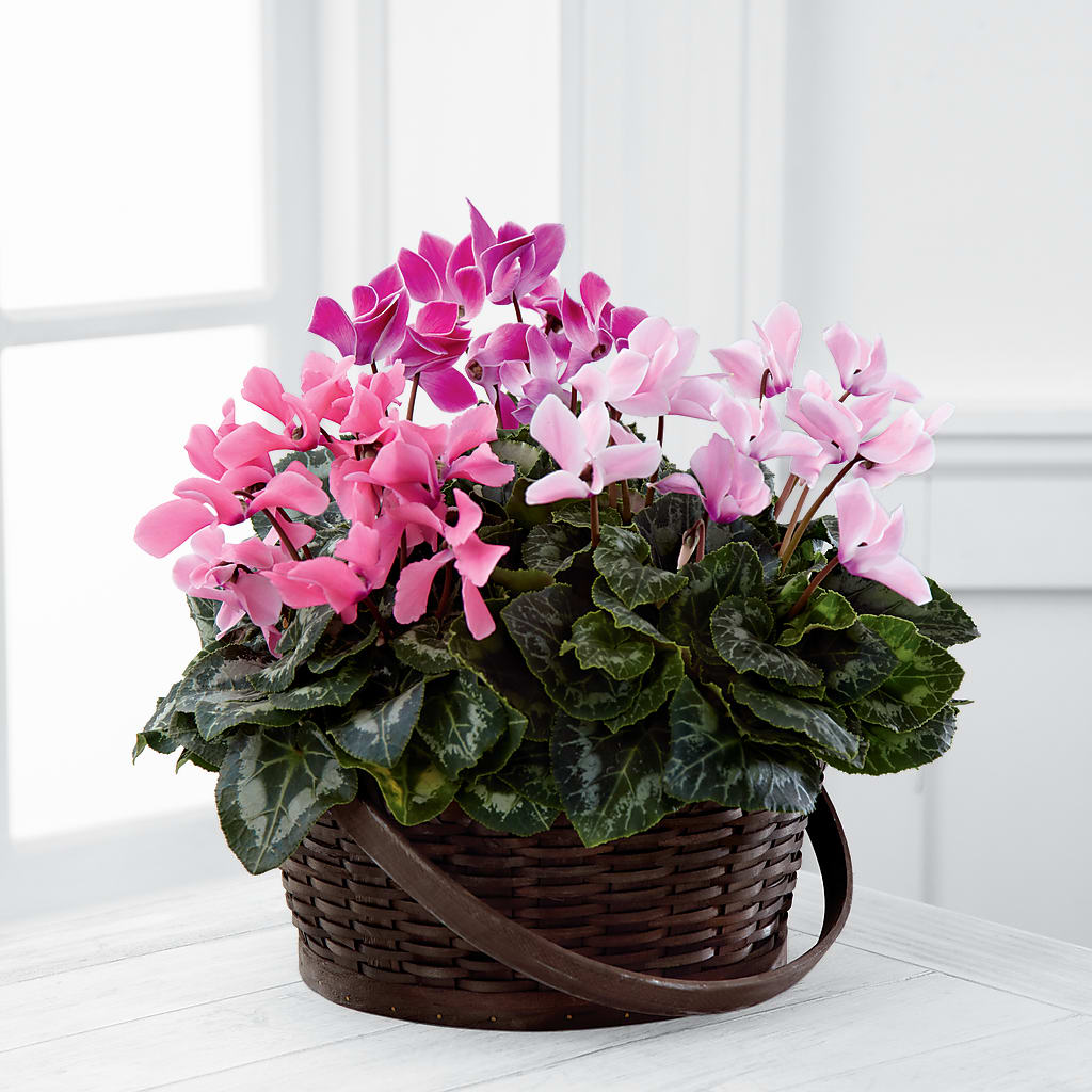 Mixed Cyclamen Planter – Flair Floral Designs, Lake Dallas TX