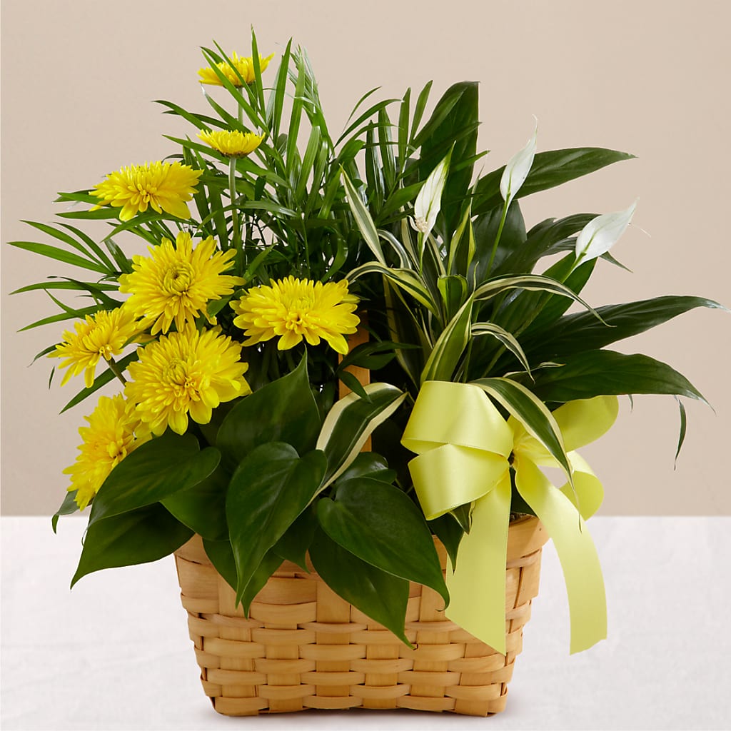 Loving Light Dishgarden – Flair Floral Designs, Lake Dallas TX