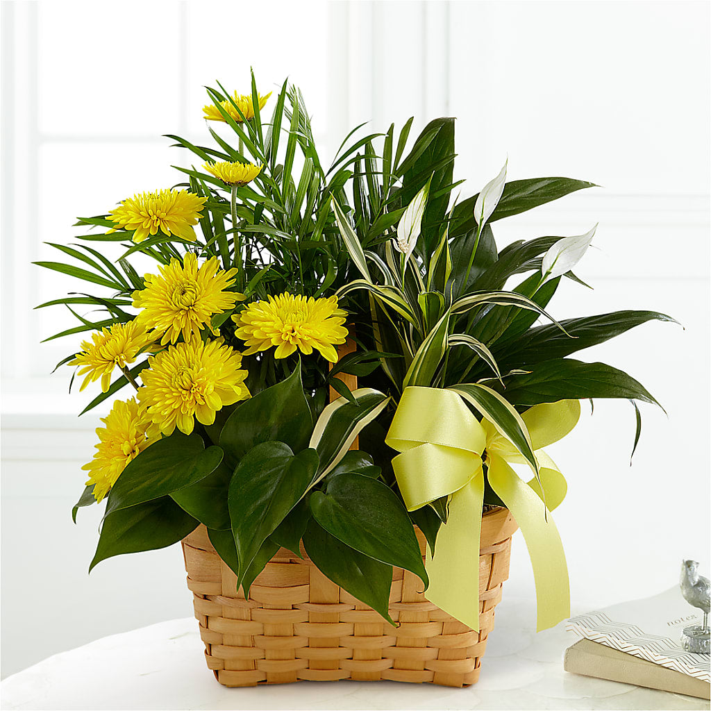 Loving Light Dishgarden – Flair Floral Designs, Lake Dallas TX