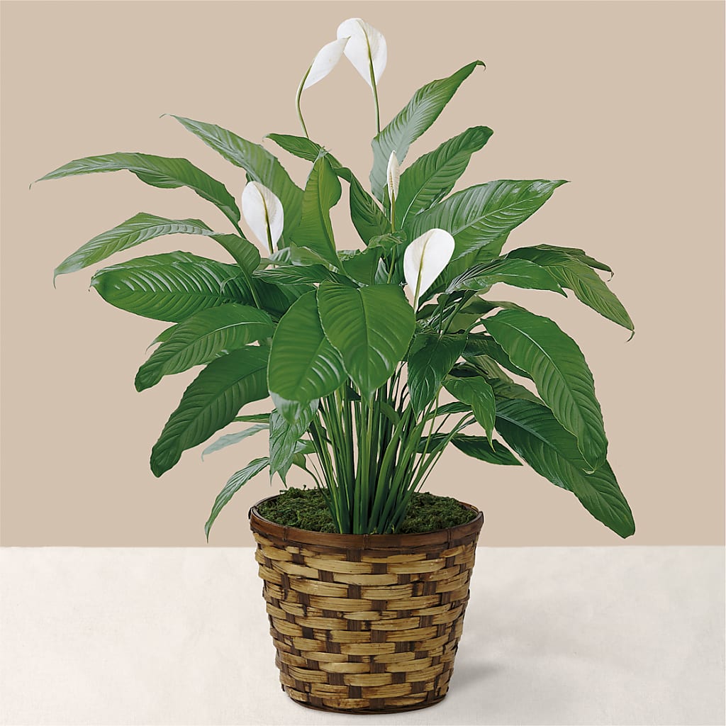Tranquil Moments Peace Lily Plant – Flair Floral Designs, Lake Dallas TX