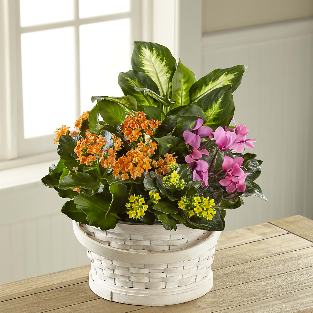 Color Crush Dishgarden – Flair Floral Designs, Lake Dallas TX