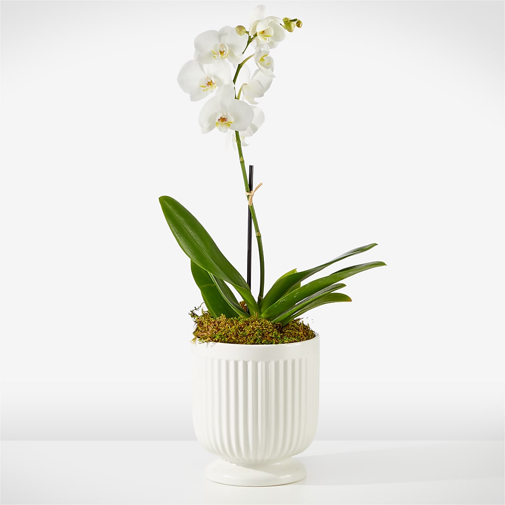 Whispering White Orchid – Flair Floral Designs, Lake Dallas TX
