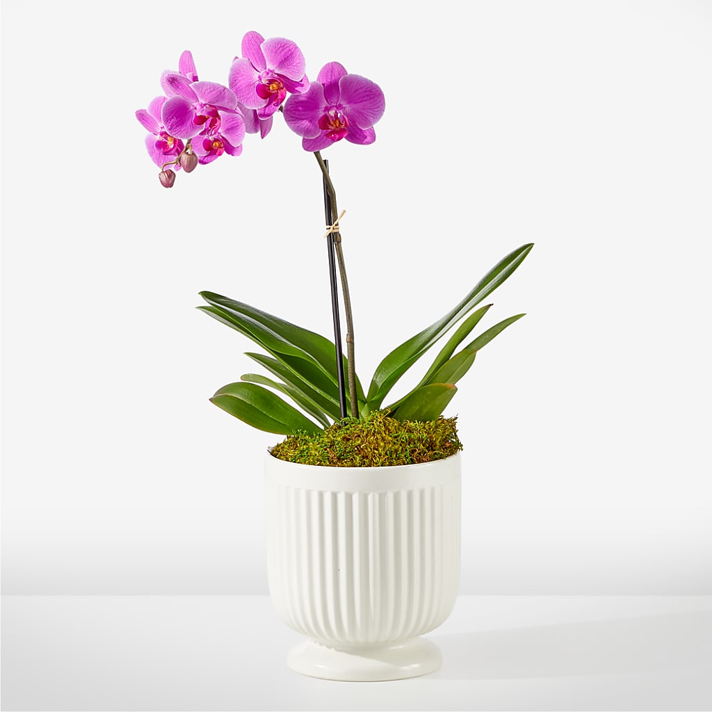Friendly Fuchsia Orchid – Flair Floral Designs, Lake Dallas TX