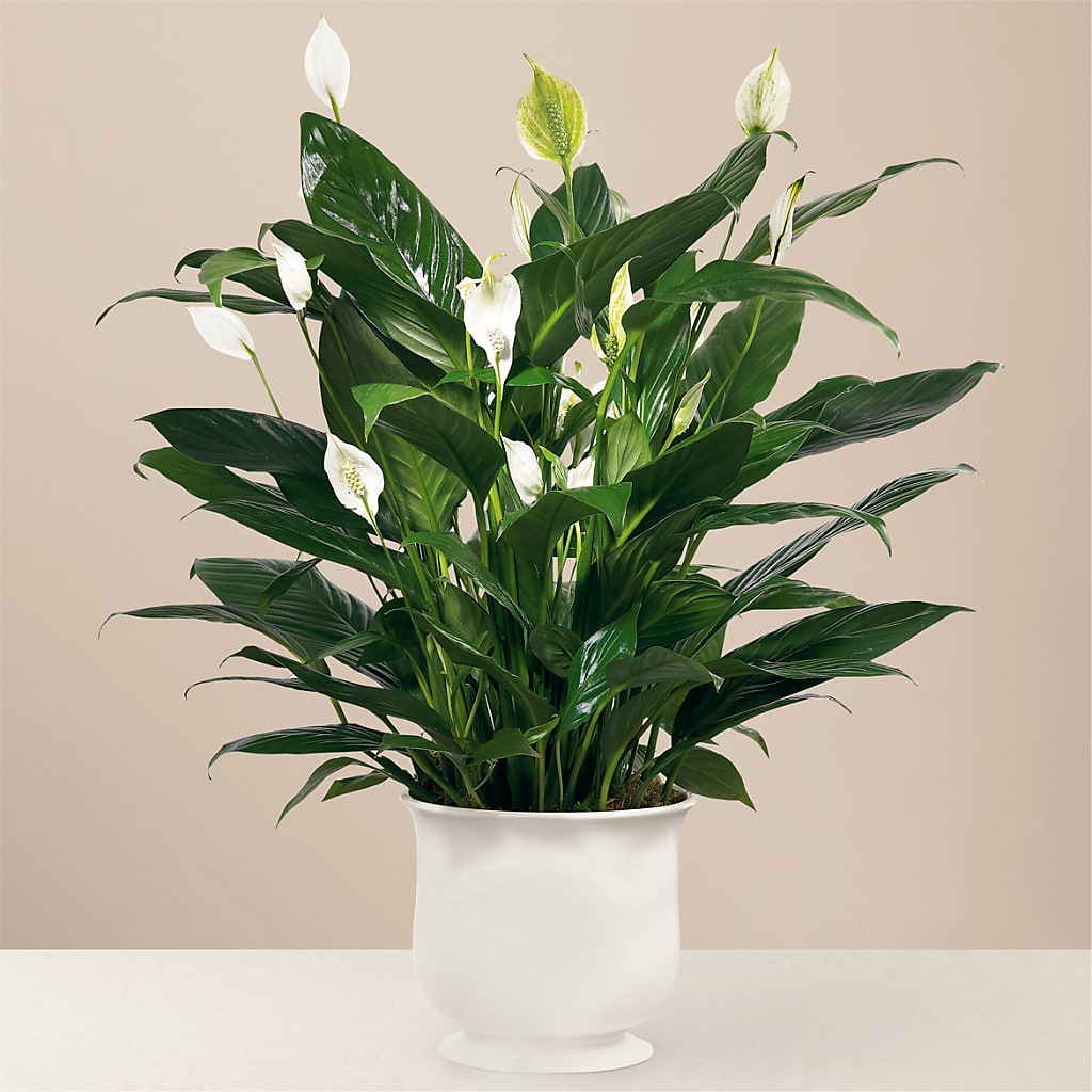 Comfort Planter – Flair Floral Designs, Lake Dallas TX