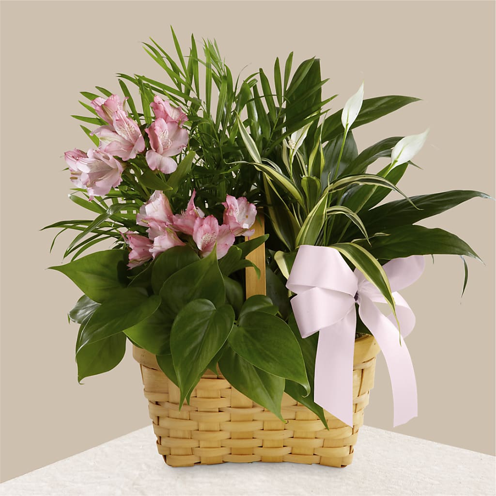 Living Spirit Dishgarden – Flair Floral Designs, Lake Dallas TX