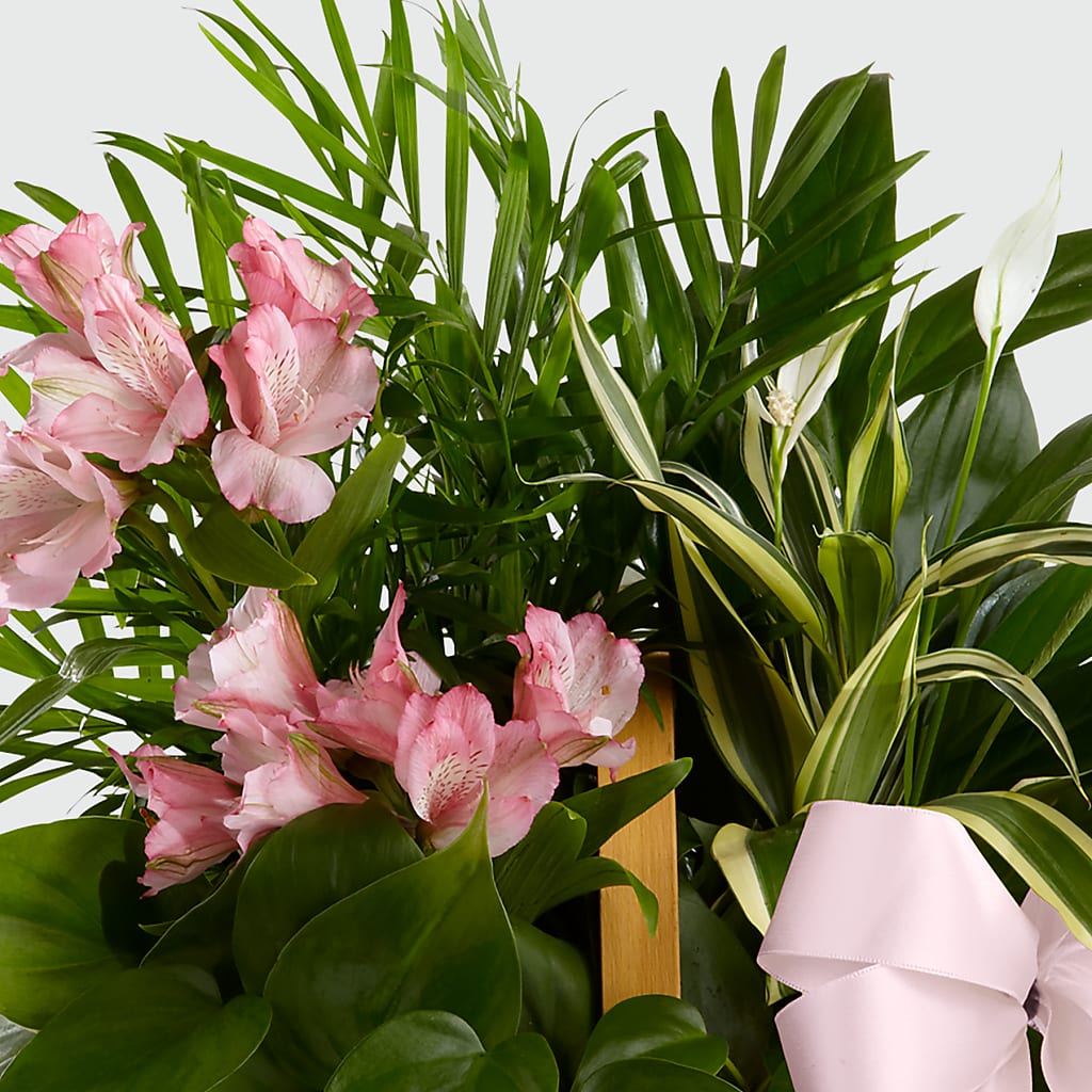Living Spirit Dishgarden – Flair Floral Designs, Lake Dallas TX