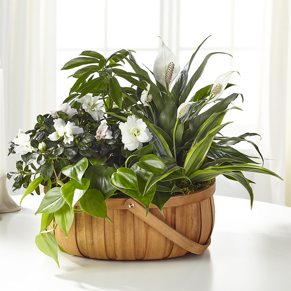Serene Dishgarden – Flair Floral Designs, Lake Dallas TX