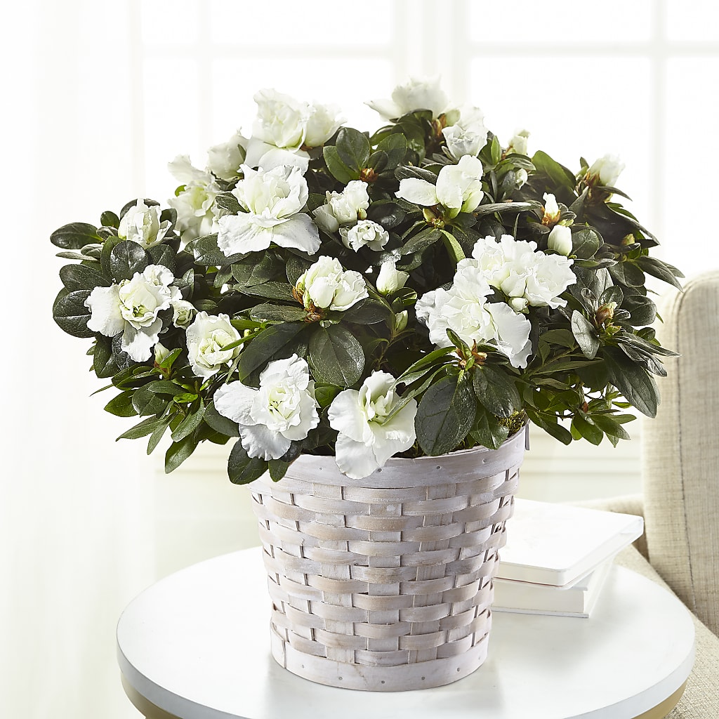 White Azalea Plant – Flair Floral Designs, Lake Dallas TX