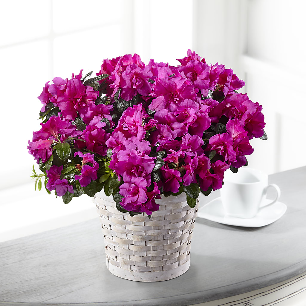 Hope & Serenity Azalea Plant – Flair Floral Designs, Lake Dallas TX