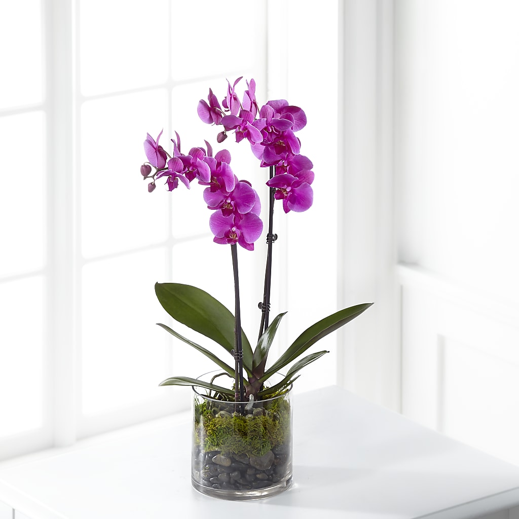 Pink Orchid Plant – Flair Floral Designs, Lake Dallas TX