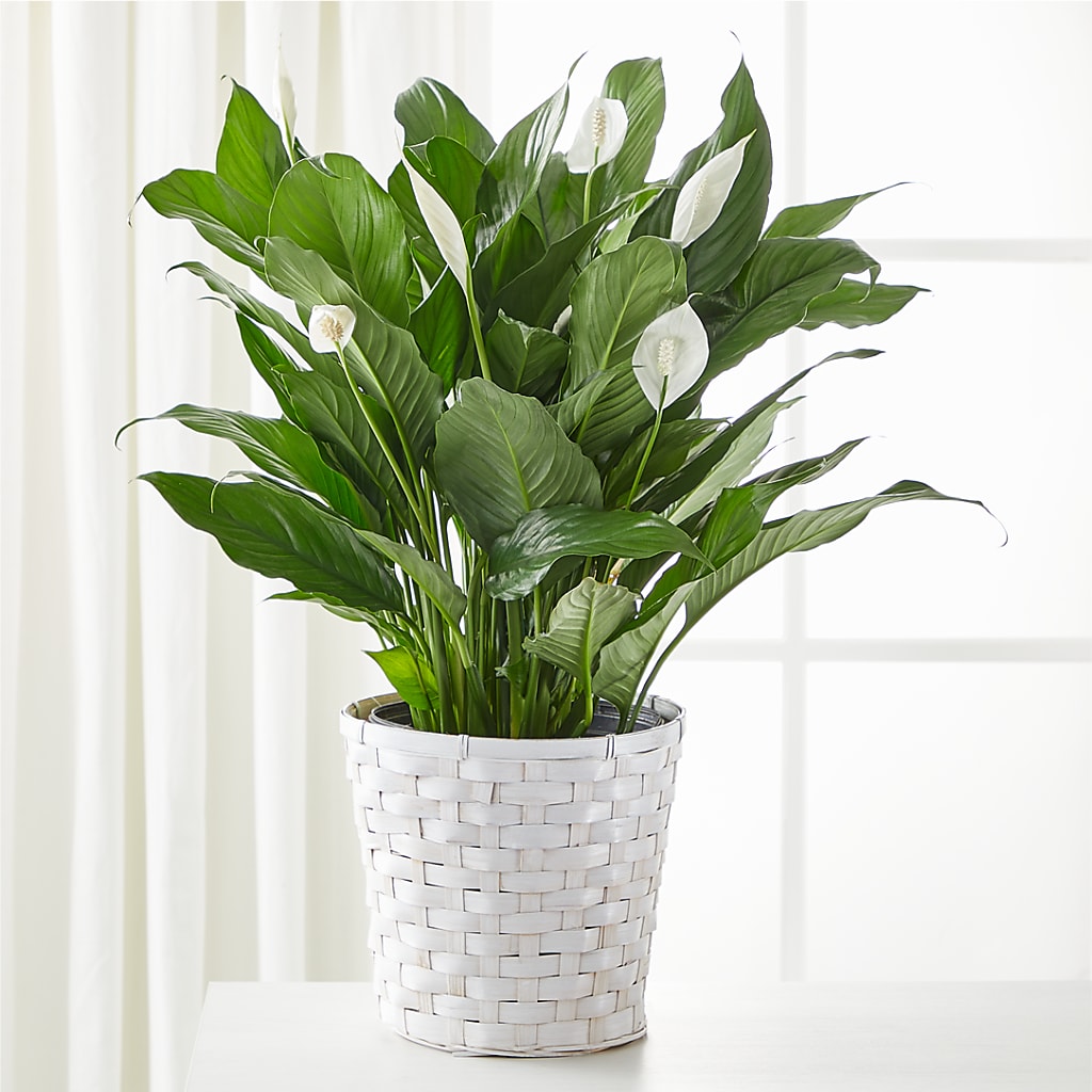 A New Leaf Peace Lily – Flair Floral Designs, Lake Dallas TX
