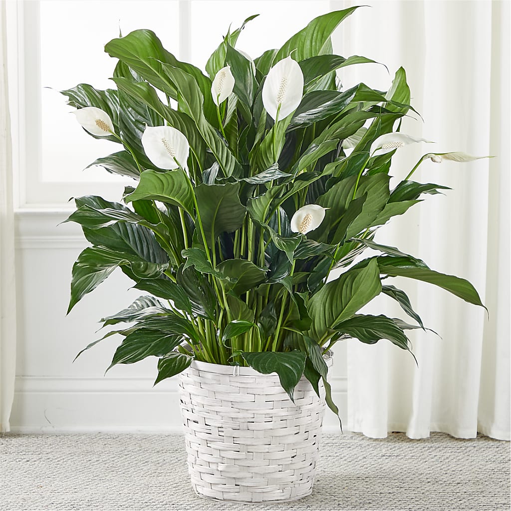 A New Leaf Peace Lily – Flair Floral Designs, Lake Dallas TX