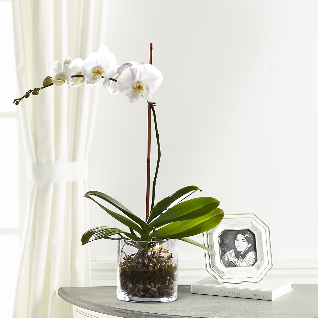 White Orchid Planter – Flair Floral Designs, Lake Dallas TX