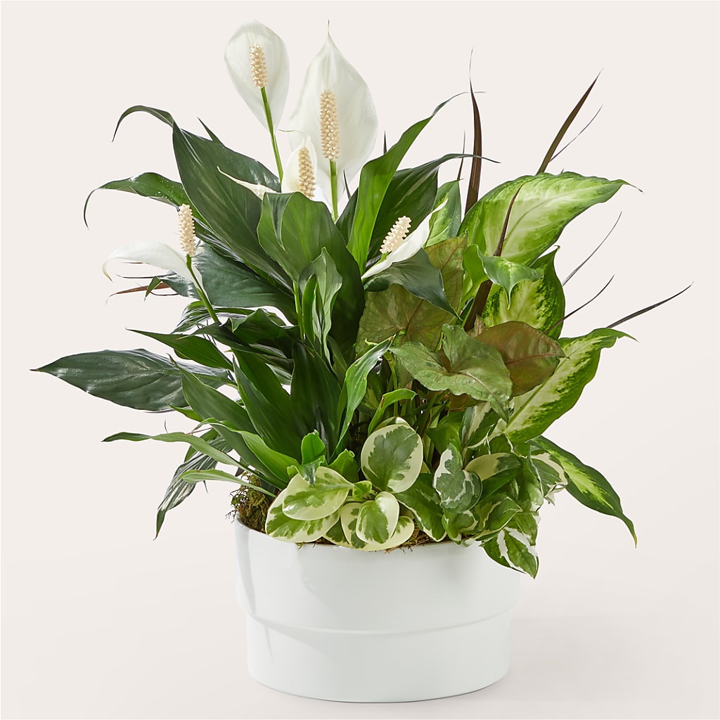 Radiating Positivity Dishgarden – Flair Floral Designs, Lake Dallas TX