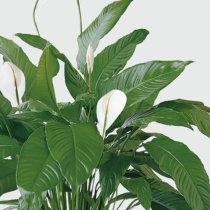 Tranquil Moments Peace Lily Plant –  Flair Floral Designs, Lake Dallas TX