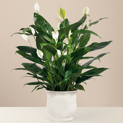 Comfort Planter –  Flair Floral Designs, Lake Dallas TX
