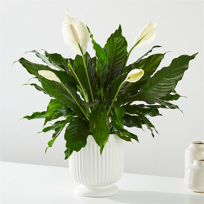 Comfort Planter –  Flair Floral Designs, Lake Dallas TX