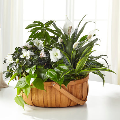 Serene Dishgarden –  Flair Floral Designs, Lake Dallas TX
