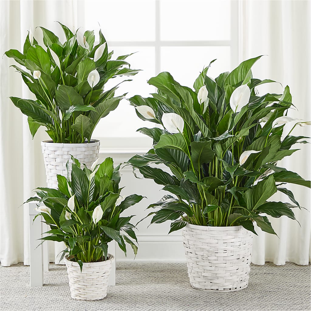 A New Leaf Peace Lily –  Flair Floral Designs, Lake Dallas TX