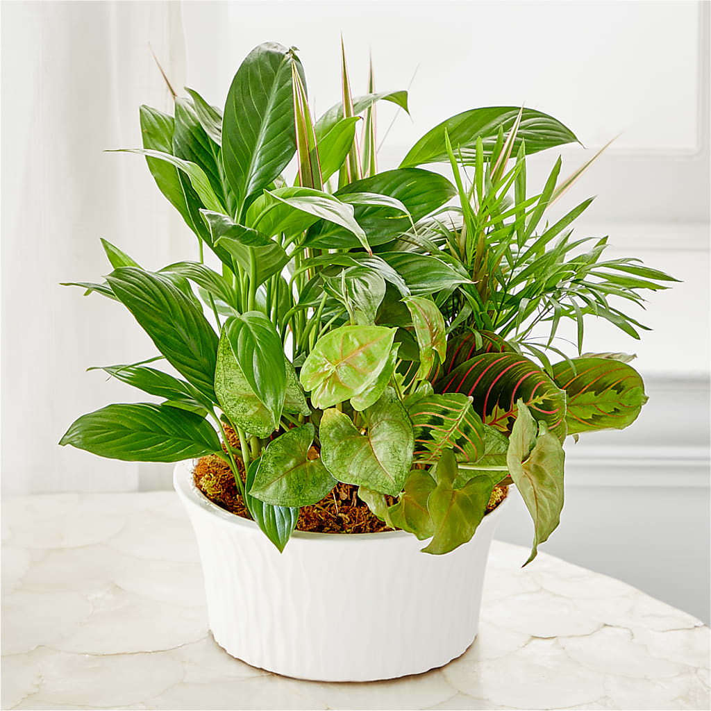 Balance & Harmony Dishgarden –  Flair Floral Designs, Lake Dallas TX