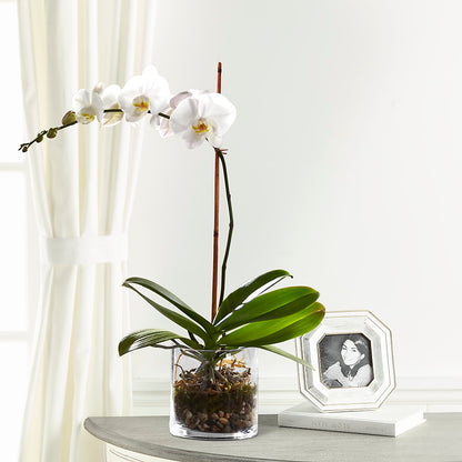 White Orchid Planter –  Flair Floral Designs, Lake Dallas TX