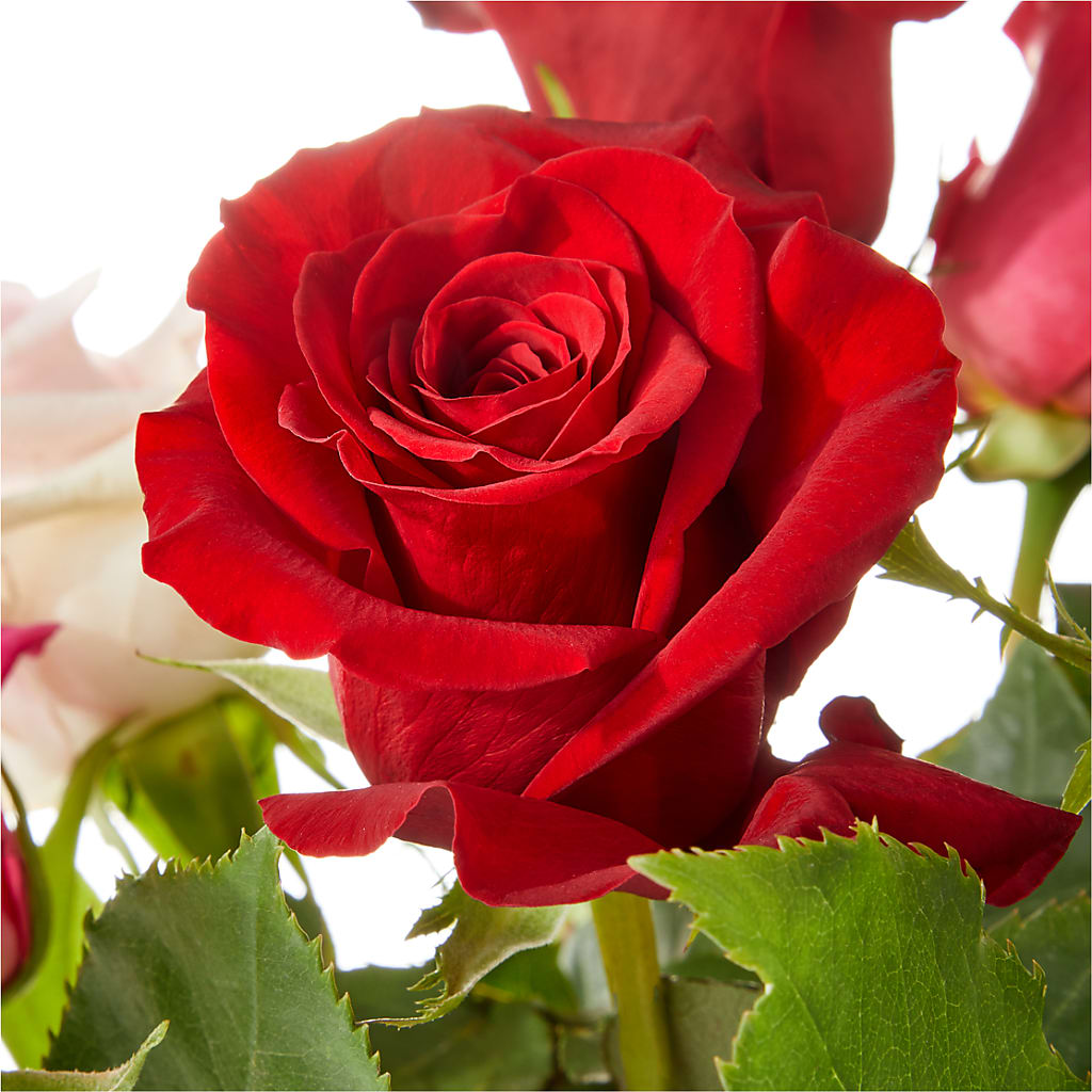 Love Notes Rose Bouquet –  Flair Floral Designs, Lake Dallas TX
